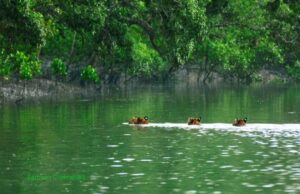 Sundarban 1 Night 2 Days